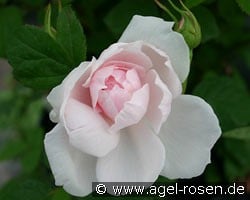 Barbara Austin (Englische Rose) Bild der Rose 'Barbara Austin' (Englische Rose)