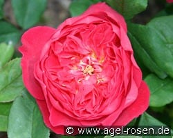 Benjamin Britten (Englische Rose) Bild der Rose 'Benjamin Britten' (Englische Rose)
