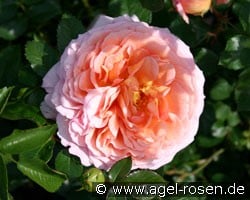 Bredon (Englische Rose) Bild der Rose 'Bredon' (Englische Rose)