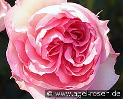 Christian Schultheis (Englische Rose) Bild der Rose 'Christian Schultheis' (Englische Rose)