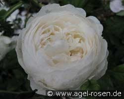 Claire Austin (Englische Rose) Bild der Rose 'Claire Austin' (Englische Rose)
