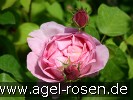 Bild der Rose 'Constance Spry' (Englische Rose)