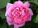 Constance Spry (Englische Rose) Bild der Rose 'Constance Spry' (Englische Rose)