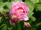Constance Spry (Englische Rose) Bild der Rose 'Constance Spry' (Englische Rose)