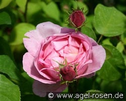 Constance Spry (Englische Rose) Bild der Rose 'Constance Spry' (Englische Rose)
