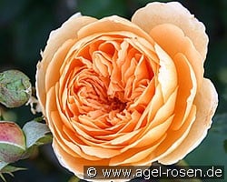Crown Princess Margareta (Englische Rose) Bild der Rose 'Crown Princess Margareta' (Englische Rose)
