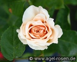 English Garden (Englische Rose) Bild der Rose 'English Garden' (Englische Rose)