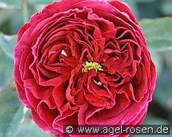 Falstaff (Englische Rose) Bild der Rose 'Falstaff' (Englische Rose)