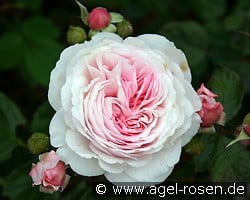 Geoff Hamilton (Englische Rose) Bild der Rose 'Geoff Hamilton' (Englische Rose)