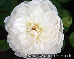 Glamis Castle (Englische Rose) Bild der Rose 'Glamis Castle' (Englische Rose)