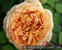 Golden Celebration (Englische Rose) Bild der Rose 'Golden Celebration' (Englische Rose)