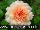 Bild der Rose 'Grace' (Englische Rose)