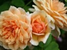 Grace (Englische Rose) Bild der Rose 'Grace' (Englische Rose)