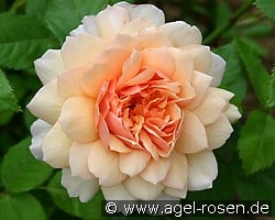Grace (Englische Rose) Bild der Rose 'Grace' (Englische Rose)
