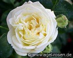 Gruß an Oldenburg (Englische Rose) Bild der Rose 'Gruß an Oldenburg' (Englische Rose)