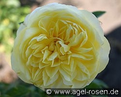 Happy Child (Englische Rose) Bild der Rose 'Happy Child' (Englische Rose)
