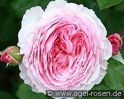 James Galway (Englische Rose) Bild der Rose 'James Galway' (Englische Rose)