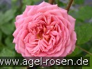 Bild der Rose 'Jubilee Celebration' (Englische Rose)