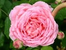 Jubilee Celebration (Englische Rose) Bild der Rose 'Jubilee Celebration' (Englische Rose)