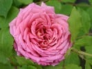 Jubilee Celebration (Englische Rose) Bild der Rose 'Jubilee Celebration' (Englische Rose)