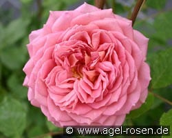 Jubilee Celebration (Englische Rose) Bild der Rose 'Jubilee Celebration' (Englische Rose)