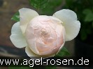 Bild der Rose 'Jude The Obscure' (Englische Rose)