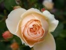 Jude The Obscure (Englische Rose) Bild der Rose 'Jude The Obscure' (Englische Rose)