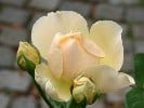 Jude The Obscure (Englische Rose) Bild der Rose 'Jude The Obscure' (Englische Rose)