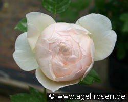 Jude The Obscure (Englische Rose) Bild der Rose 'Jude The Obscure' (Englische Rose)