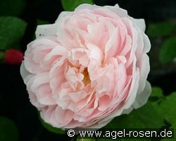 Kathryn Morley (Englische Rose) Bild der Rose 'Kathryn Morley' (Englische Rose)