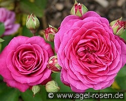 Old Port (Englische Rose) Bild der Rose 'Old Port' (Englische Rose)
