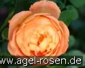 Bild der Rose 'Pat Austin' (Englische Rose)