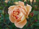 Pat Austin (Englische Rose) Bild der Rose 'Pat Austin' (Englische Rose)