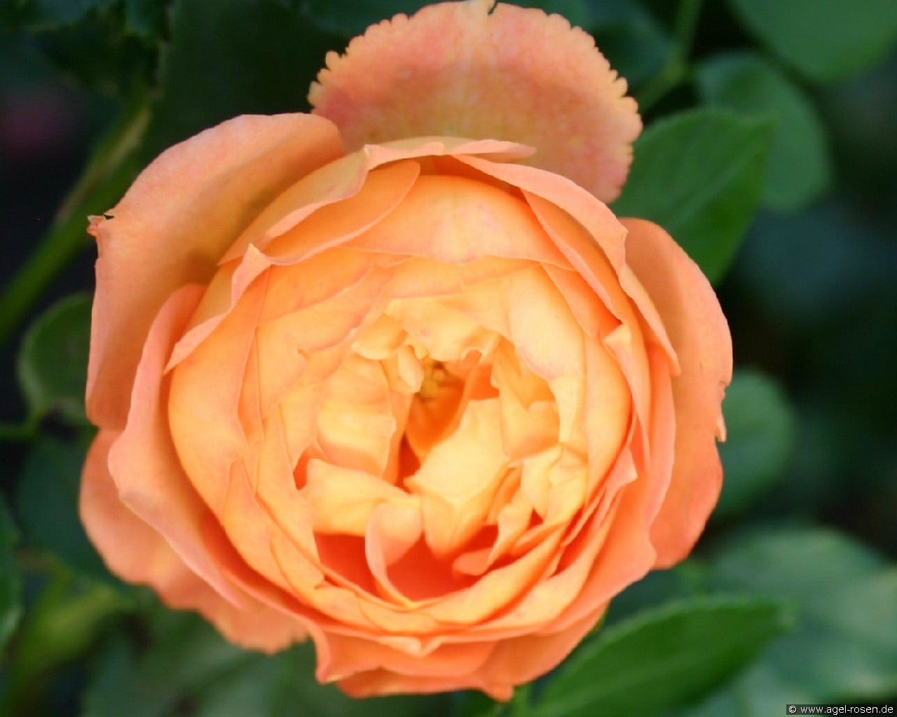 Pat Austin (Englische Rose) Bild der Rose 'Pat Austin' (Englische Rose)