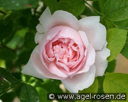 Redoutè (Englische Rose) Bild der Rose 'Redoutè' (Englische Rose)