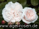 Bild der Rose 'Sharifa Asma' (Englische Rose)