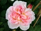 Sharifa Asma (Englische Rose) Bild der Rose 'Sharifa Asma' (Englische Rose)