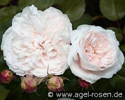 Sharifa Asma (Englische Rose) Bild der Rose 'Sharifa Asma' (Englische Rose)
