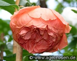 Summer Song (Englische Rose) Bild der Rose 'Summer Song' (Englische Rose)
