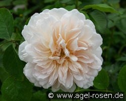 Tea Clipper (Englische Rose) Bild der Rose 'Tea Clipper' (Englische Rose)