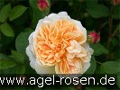 Bild der Rose 'Teasing Georgia' (Englische Rose)