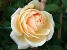 Teasing Georgia (Englische Rose) Bild der Rose 'Teasing Georgia' (Englische Rose)