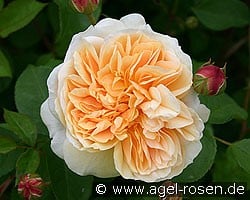 Teasing Georgia (Englische Rose) Bild der Rose 'Teasing Georgia' (Englische Rose)
