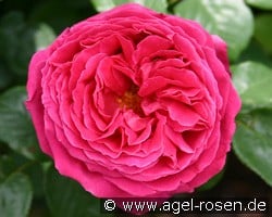 The Dark Lady (Englische Rose) Bild der Rose 'The Dark Lady' (Englische Rose)