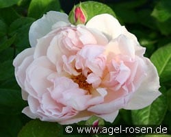 The Generous Gardener (Englische Rose) Bild der Rose 'The Generous Gardener' (Englische Rose)