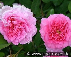 The Mayflower (Englische Rose) Bild der Rose 'The Mayflower' (Englische Rose)