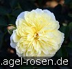 Bild der Rose 'The Pilgrim' (Englische Rose)