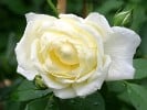The Pilgrim (Englische Rose) Bild der Rose 'The Pilgrim' (Englische Rose)