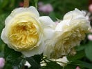 The Pilgrim (Englische Rose) Bild der Rose 'The Pilgrim' (Englische Rose)