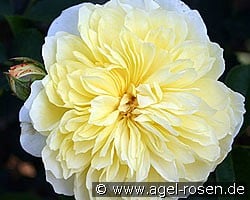 The Pilgrim (Englische Rose) Bild der Rose 'The Pilgrim' (Englische Rose)